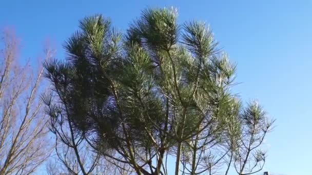 Closeup Italian Stone Pine Tree Tropical Tree Specie Mediterranean Region — Stock Video