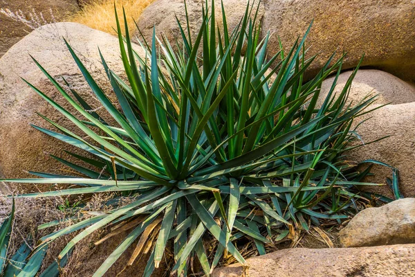 Agave sisalana planta en primer plano, conocido como sisal en México, Especie popular de plantas tropicales — Foto de Stock