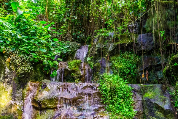 多くの植物や自然を背景にしたジャングルの風景の中で岩の水を蒸し — ストック写真