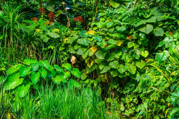 Tropická zahrada plná rozmanitých exotických druhů rostlin, divoká exotická vegetace, přírodní zázemí — Stock fotografie