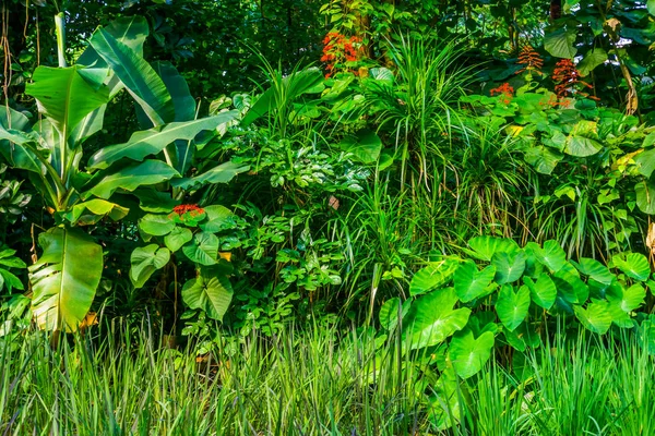 Rozmanité rostlinné druhy v tropické zahradě, divoká exotická vegetace, přírodní zázemí — Stock fotografie