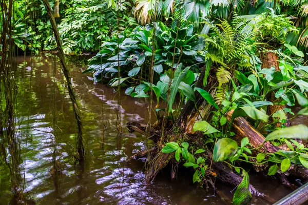 Lago de la selva con muchas plantas tropicales verdes, jardín exótico y paisajes naturales Imágenes De Stock Sin Royalties Gratis