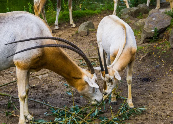 Two scimitar oryxes eating leaves together, Antelope diet, animal specie that is extinct in the wild — 스톡 사진