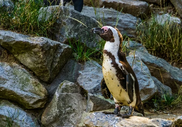 Primer plano de un pingüino africano de pie sobre una roca, especie animal en peligro de extinción de la costa de África —  Fotos de Stock