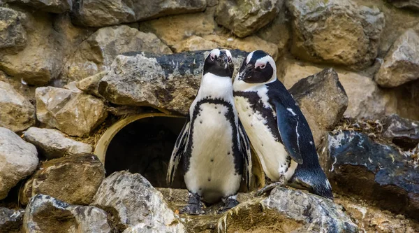 Linda pareja de pingüinos africanos juntos, especie animal en peligro de extinción de la costa de África — Foto de Stock