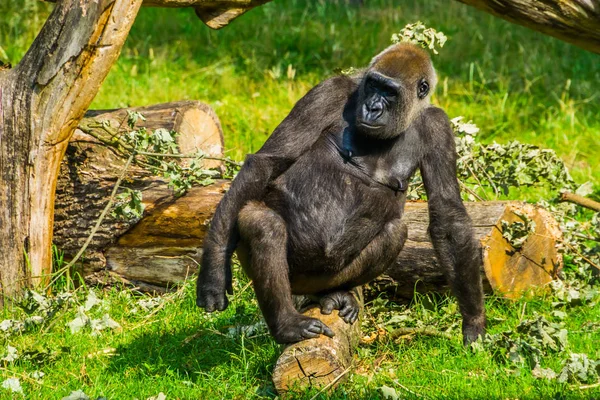 Közeli portré egy nyugati gorilláról, egy súlyosan veszélyeztetett afrikai állatfajról. — Stock Fotó
