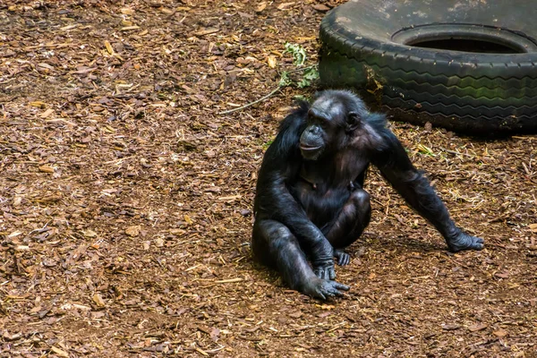 Retrato de un chimpancé sentado en el suelo, especie animal en peligro de extinción de África —  Fotos de Stock
