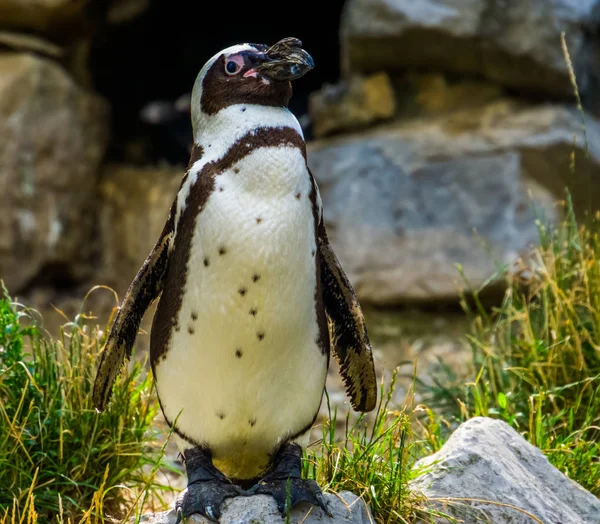 Gracioso primer plano de un pingüino africano de pie sobre una roca, especie de ave en peligro de extinción de África —  Fotos de Stock