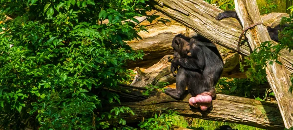 Chimpancé con muchas inflamaciones genitales, Tumescencia por hormonas, Especie animal en peligro de extinción de África — Foto de Stock