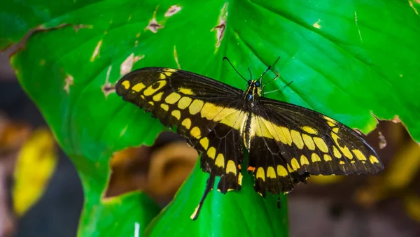 Primer plano de una hermosa mariposa cola de golondrina con alas abiertas, especie de insecto tropical de América Fotos De Stock