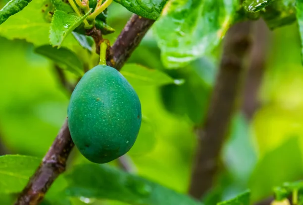 Gros plan d'une prune verte non mûre, prunus une espèce de plante fruitière populaire d'Europe et d'Asie, arrière-plan de jardinage et d'agriculture — Photo