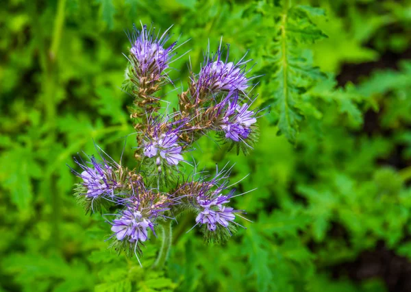 Flores roxas agrupadas de uma planta phacelia rendada, espécie tropical da América, fundo da natureza — Fotografia de Stock