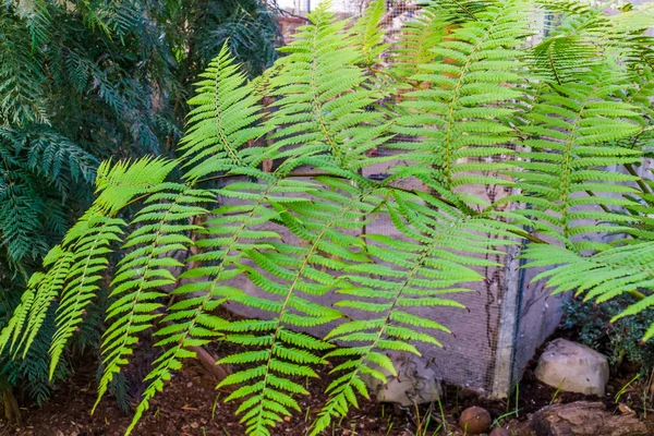 Primer plano de las hojas de un helecho de árbol áspero, especie de planta tropical de Australia — Foto de Stock