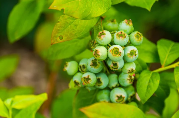 Macro closeup of green unripe blue berries, blue berry plant, popular tropical specie from America — 스톡 사진