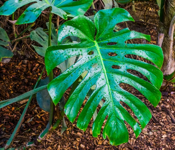 Primer plano de la hoja de una planta de queso suizo, popular especie de planta tropical de América — Foto de Stock