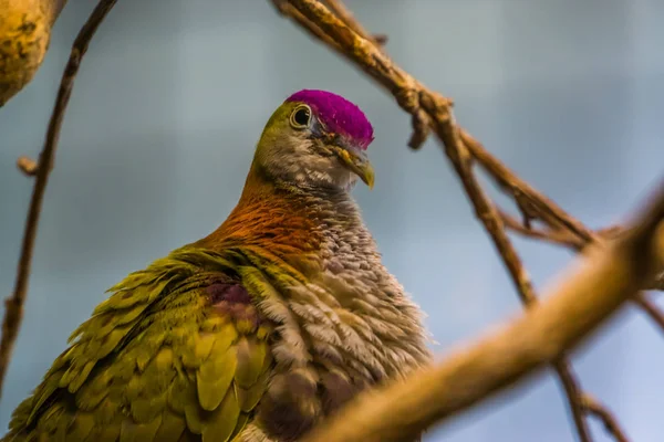 Paars gekroonde fruitduif in close-up, kleurrijke tropische vogelsoort, populair huisdier in de avicultuur — Stockfoto