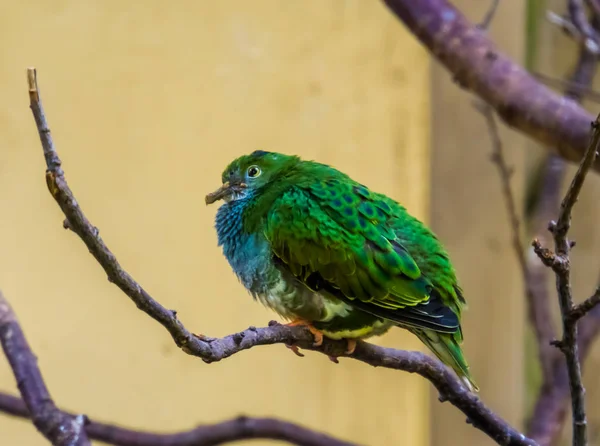 Portrait rapproché d'un oiseau-chat à oreilles blanches, espèce d'oiseau coloré et tropical de la nouvelle Guinée — Photo