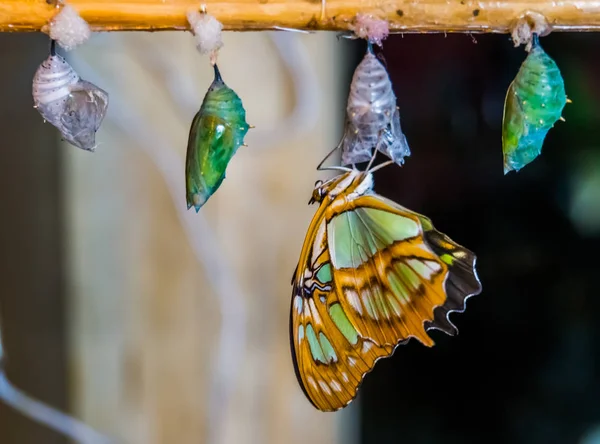 Malachite kelebeği kozasından çıkıyor, pupasyon süreci, entomokültür arka planı