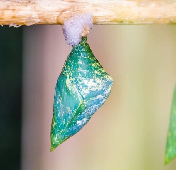 Yeşil ve sarı kelebek kozası makro yakın plan, tropikal böcek türü, pupasyon döngüsü — Stok fotoğraf