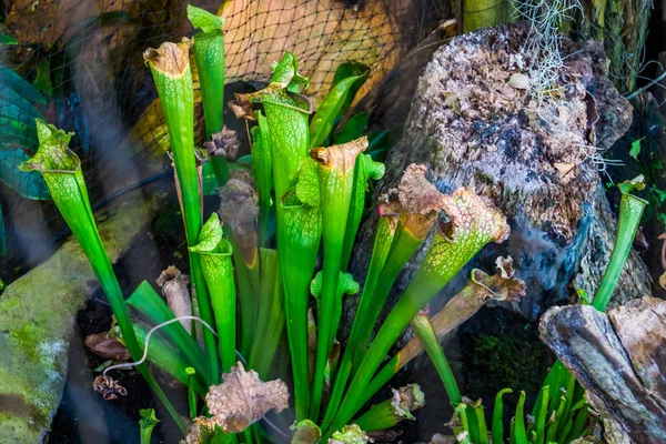 Primer plano de una planta lanzadora de trompetas, especie carnívora tropical de América del Norte — Foto de Stock