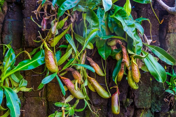 Feuillage et tasses d'une plante tropicale à cruches, nephenthes spéc., plantes carnivores tropicales — Photo