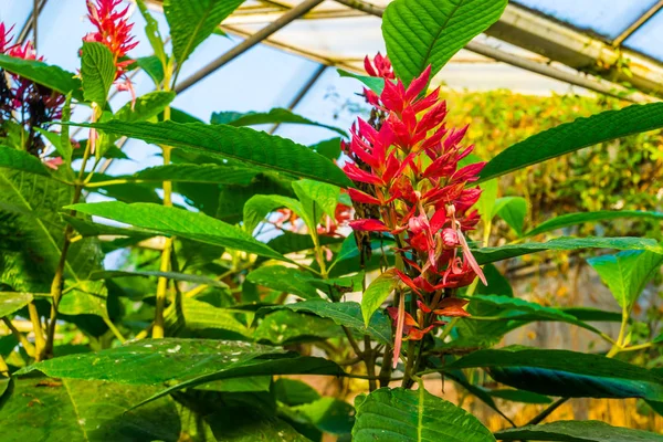 Fleurs et feuilles d'un manteau rouge brésilien en gros plan, arbuste ornemental tropical d'Amérique — Photo
