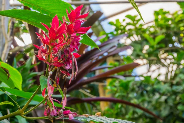 Brezilya kırmızı pelerinli çiçekleri yakın plan, Amerika 'dan tropikal süs çalısı — Stok fotoğraf