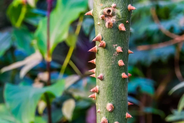 Detalles del tronco de un árbol de seda, tallo de planta espinosa, especie tropical de América — Foto de Stock