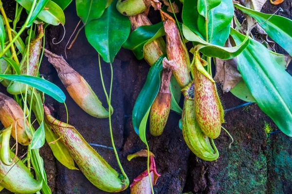 Cups of a pitcher plant with leaves in closeup, nephenthes specie, tropical carnivorous plants — 스톡 사진