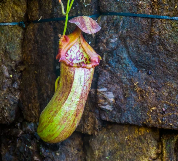 Affe Tasse einer tropischen Schlauchpflanze, Nephenthes Spezies, fleischfressende Pflanzen, Natur Hintergrund — Stockfoto