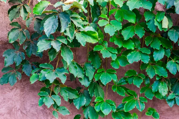 The foliage of a giant grape vine plant, tropical and popular cultivated plant specie in horticulture — 스톡 사진