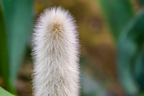 Cabeça do caule de um velho cacto em close-up, cacto barbudo branco, espécie de planta ameaçada de extinção do méxico — Fotografia de Stock