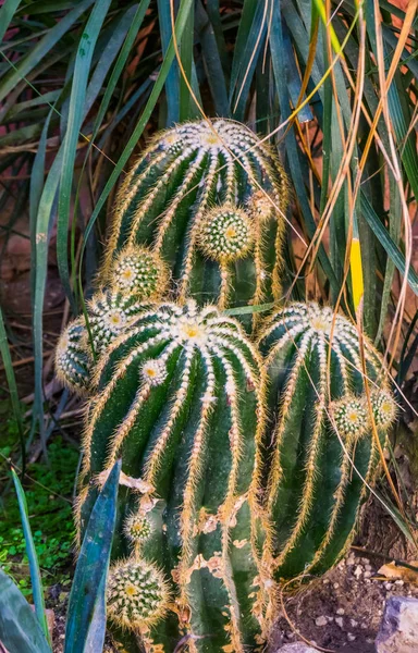 Cactus de barril de oro agrupado, especie de planta tropical en peligro de extinción de México — Foto de Stock