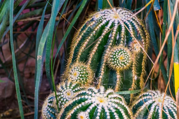 Primer plano de un cactus de barril dorado agrupado, especie de planta tropical en peligro de extinción de México — Foto de Stock