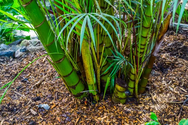 Tropik bir bahçede yeşil bambu gövdesi kümesi, popüler tropikal bitki türü. — Stok fotoğraf