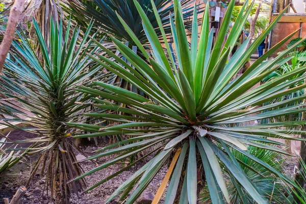 Pugnale spagnolo, noto anche come faxon yucca, specie di pianta tropicale del deserto chihuahuan del Messico — Foto Stock