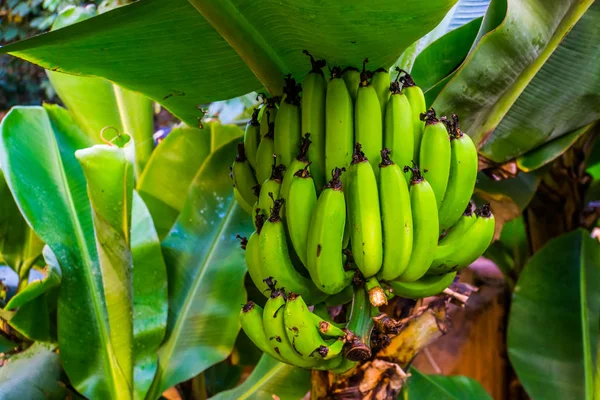 Gros plan d'un bouquet de bananes sur un arbre, espèce de bananier comestible d'Asie — Photo