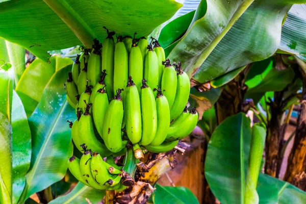 Gros bouquet de bananes sur un arbre, plantes fruitières, espèce de bananier comestible d'Asie — Photo