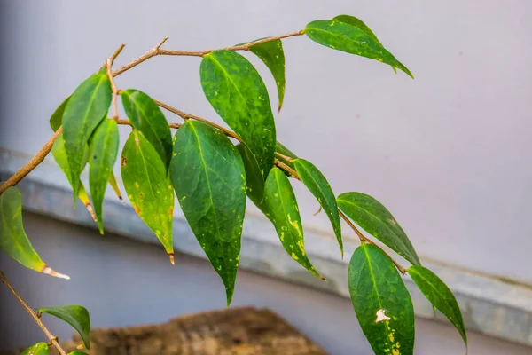 Листья пентандры Дапании, предположительно вымершие в дикой природе и последний вид на земле, вымершие тропические виды растений с Мадагаскара — стоковое фото