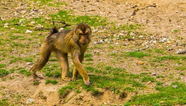 Portrait of a southern pig tailed macaque walking, vulnerable primate specie from Asia — 스톡 사진