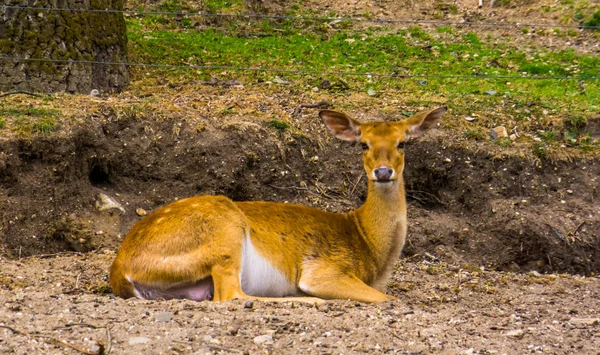 Retrato de close-up de um veado fêmea deitado no chão, espécie animal ameaçada de extinção do sul da Ásia — Fotografia de Stock