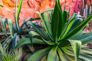 closeup of a big agave plant, popular tropical plant specie from America