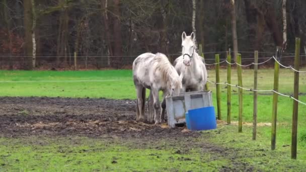 Bílý Kůň Pár Jíst Seno Společně Pastvině Domácí Zvířecí Péče — Stock video