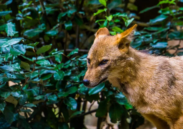 Ansiktet av en gyllene schakal i närbild, vild hund art från Eurasien — Stockfoto