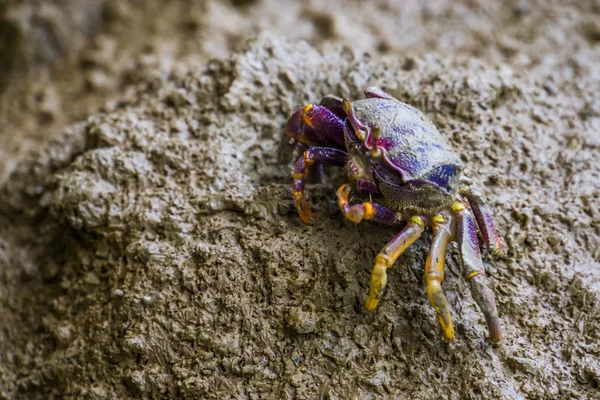 Primer plano de un cangrejo violinista hembra comiendo arena, especie de crustáceo tropical — Foto de Stock