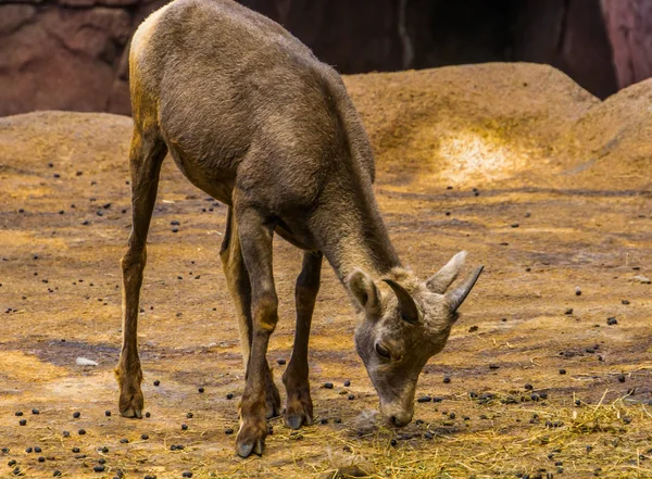 Close-up de uma fêmea bighorn ovinos comendo feno, espécie animal tropical da América do Norte — Fotografia de Stock