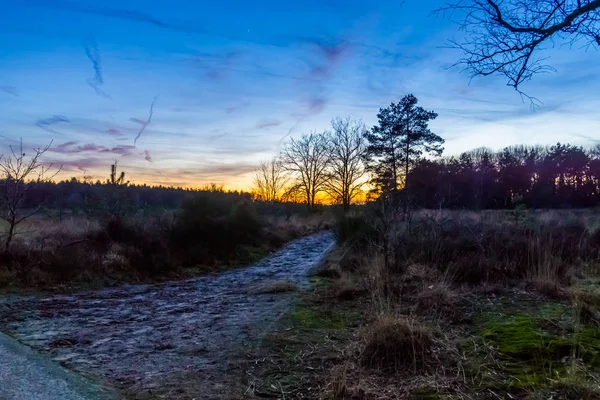 Ścieżka spacerowa w Rucphense heide podczas zachodu słońca, Krajobraz Heather w lesie Rucphen, Holandia — Zdjęcie stockowe