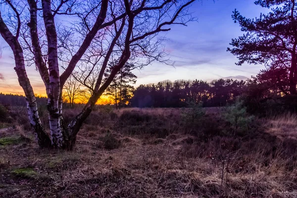 Belo pôr do sol na Heide Rucphense, paisagem Heather na floresta de Rucphen, Países Baixos — Fotografia de Stock