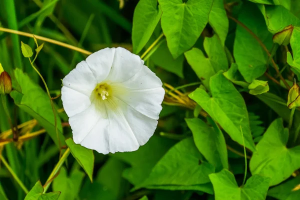 Primo piano di un fiore bianco fiorente di una siepe bindweed, specie vegetale cosmopolita — Foto Stock