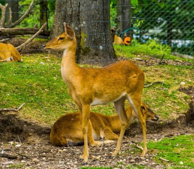 Yakından bir dişi geyik, Asya 'dan nesli tükenmekte olan tropikal bir hayvan türü.